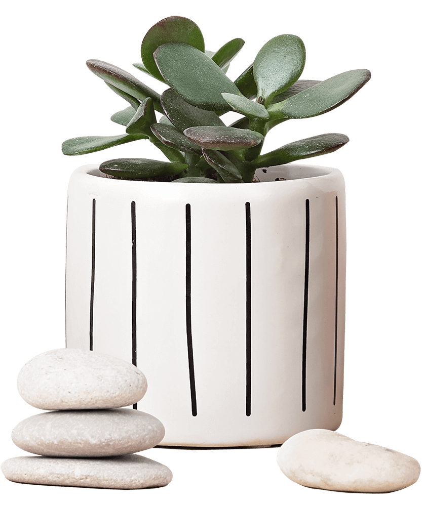 collection-of-various-succulents-and-plants-in-col-J7YC2B9-3.png